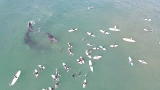 Whale And Calf Splash Around Next To Surfers