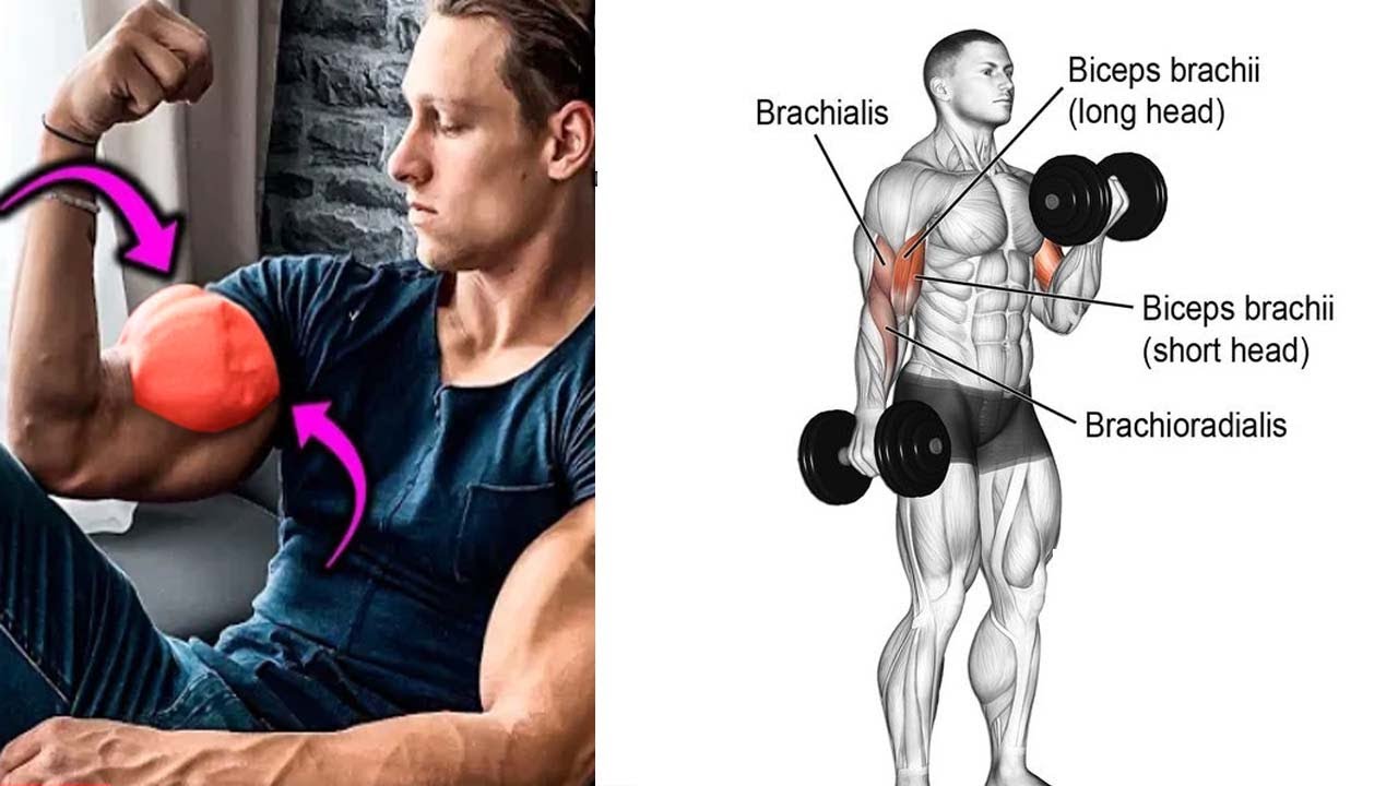 Back and bicep exercises with dumbbells