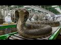 Inside a Snake Bioprocessing Factory: Venom for Medicine & Leather for Fashion (Full Process)