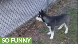 Husky puppy squeals in excitement upon owner's arrival