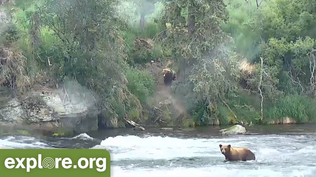 Walker Chases Beadnose Up Path YouTube