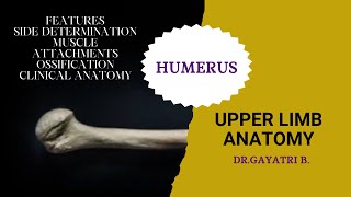 Humerus Bone Anatomy- General Features, Attachments To Clinical Anatomy