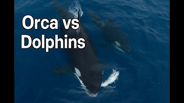 Killer Whales Chase Dolphins in San Diego! 9/20/25