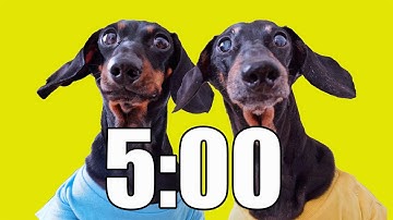 5 Minute Timer (DOG HEAVEN) 🐕