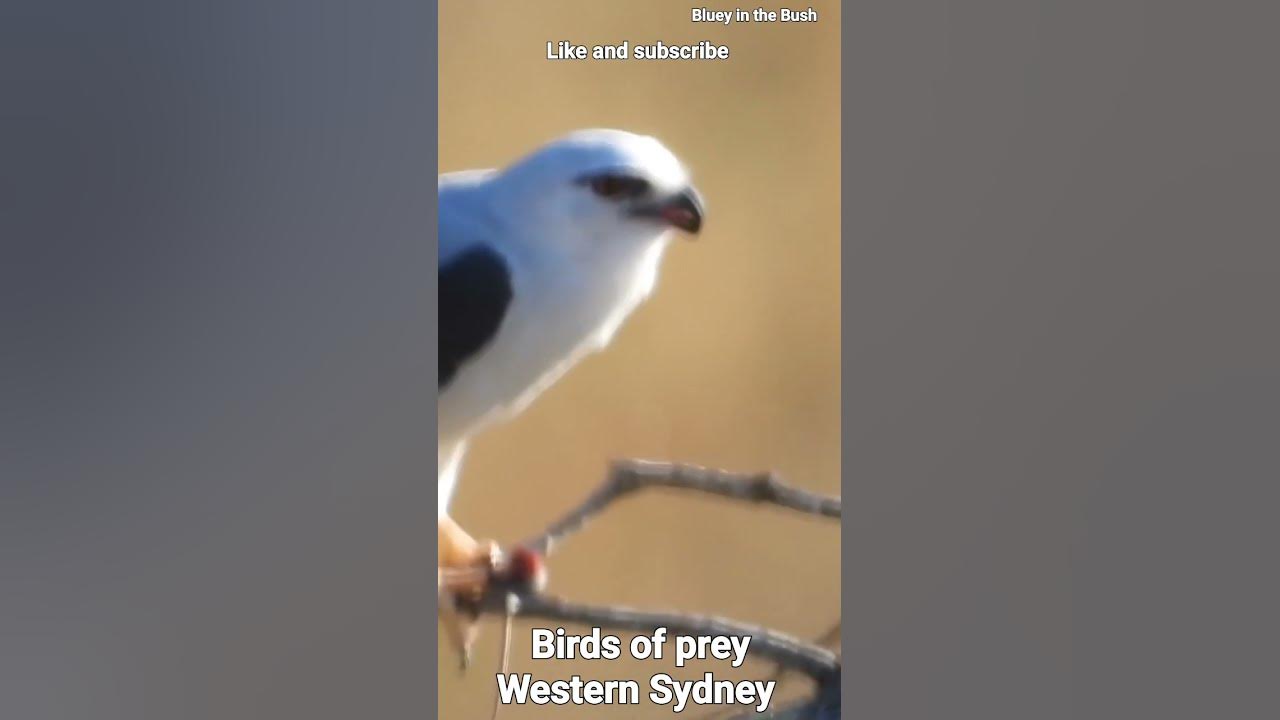 birds of prey Western Sydney YouTube