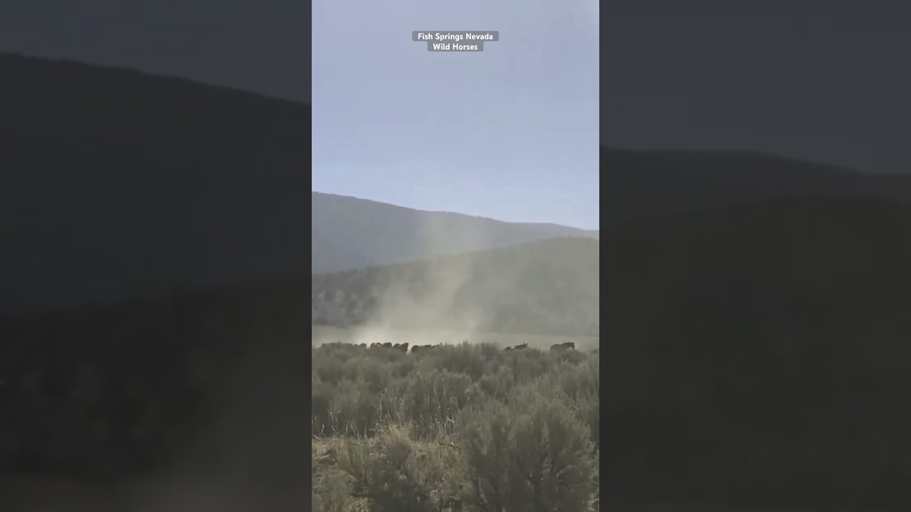 Old dusty trail! Zorro and his band galloping to the waterhole it’s hot and dry the summer of 