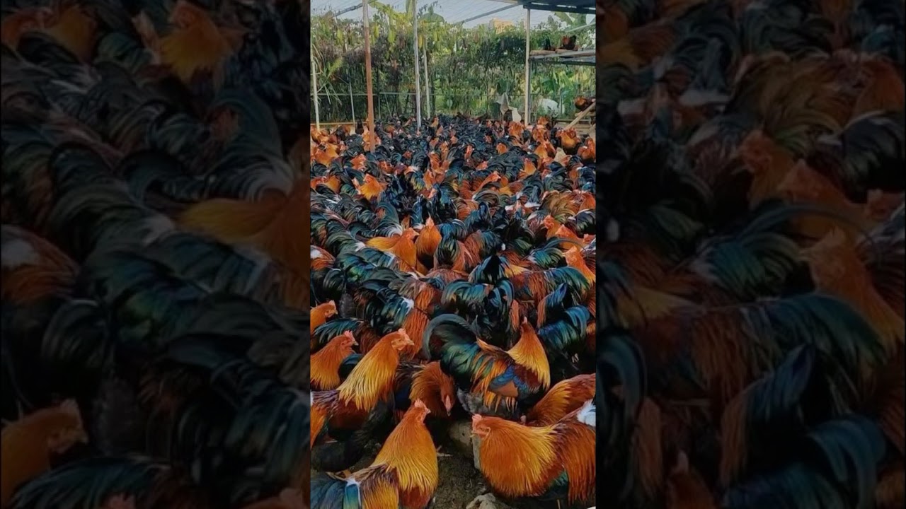 Cook IT'S Were Beautiful Song #funny #song