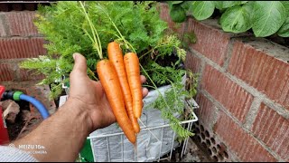 Cultivo de zanahorias en botellas