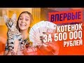 ВПЕРВЫЕ: Купила котенка за ПОЛМИЛЛИОНА! САМЫЙ ДОРОГОЙ В МИРЕ КОТ!