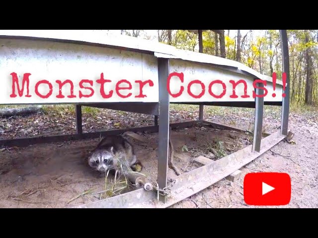  Raccoon Coon Bait Lure for DP Dog Proof Traps and Live Traps :  Patio, Lawn & Garden