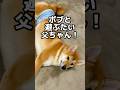 うー！と言って欲しい父ちゃん #柴犬ロック #柴犬ボブ