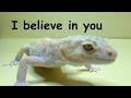 Motivational Lizard [Live Action]