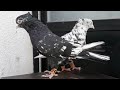 Острочубые мраморные иранские голуби Али Салими из г. Керманшах, Иран 🔥 Ali Salimi Iranian Pigeons