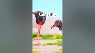 قرآن مجید کے آخری تین قل #سورة اخلاص #سورة الفلق#سورة الناس