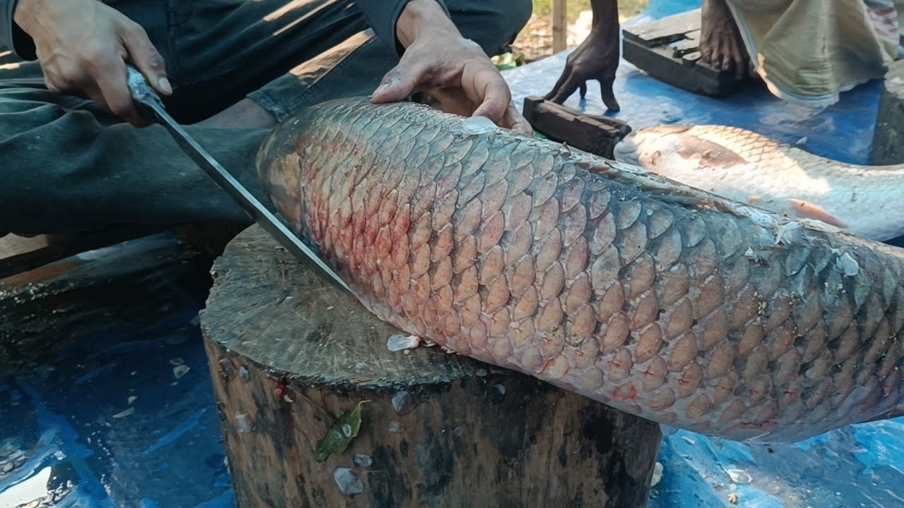 Amazing fish cutting skills live in fish market today Come To Noor is live