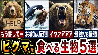最強生物ヒグマを食べる生物たちが化け物すぎる…!!クマを食べる生物5選【ゆっくり解説】