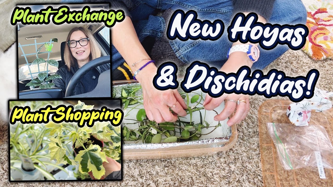 Новые хойи и дисхидии | Обмен растениями | Покупка растений и горшков, а также комнатные растения