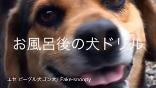 お風呂後の犬ドリル（柴ドリル）ブルブル After the bath, the dog drill（A Shibainu drill）【エセ ビーグル犬 ゴン太/Fake-snoopy GONTA】