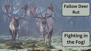 Fallow Deer Stand - Foggy Early Morning, Clashing Antlers as the Bucks Compete for the Does.