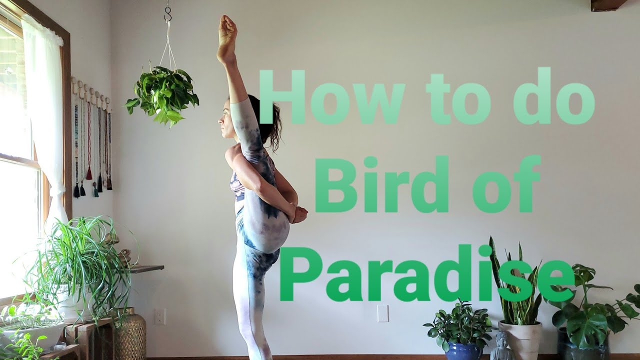 12+ Inverted Bird Of Paradise Yoga Yoga Poses