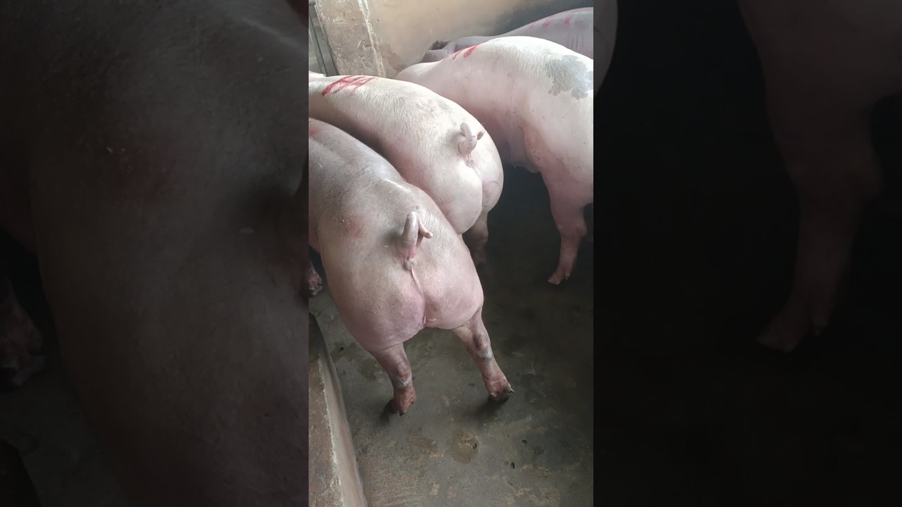 Ngày 18/10: miền Bắc tăng:52-54, miền Nam giảm:49-54,MT:48-53,CPMB:55, CPMN:57,5