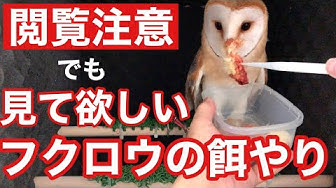 メンフクロウ Youtube