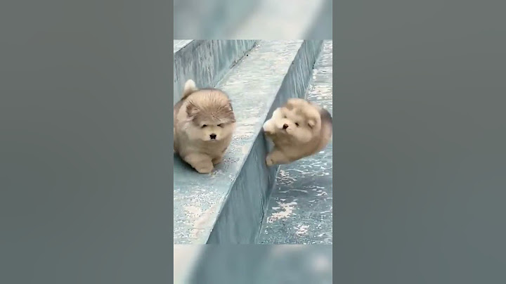 Cachorrinhos fofinhos rolando! | Pet Lovers Fofos