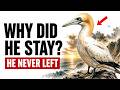 The Loneliest Bird In The World