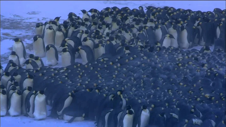 Emperor Penguins Huddle for Warmth | Nature on PBS - DayDayNews