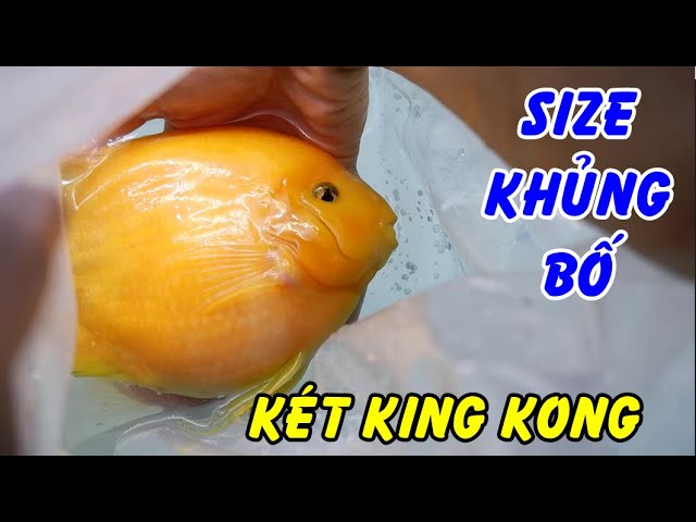 Cá Két Kingkong Size Khủng Long Khiến Mình Khóc Thét! - Youtube