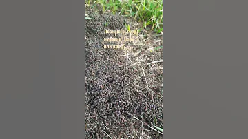 лесные муравьи на дачном участке.польза или вред?