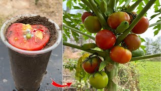 Propagation technique of papaya with ripe tomatoes fruit | Growing Papaya With Tomatoes