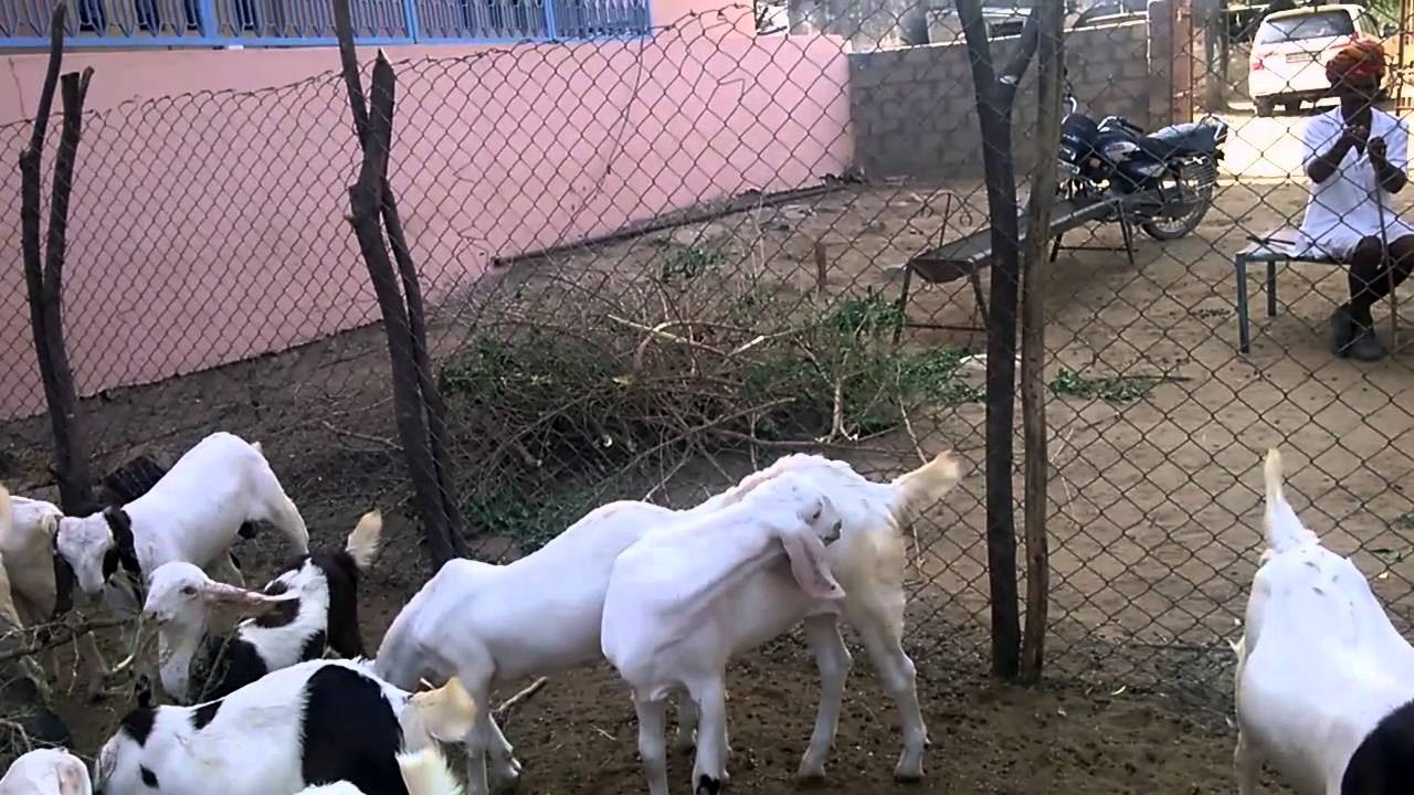 Taj goat farm khardi Mumbai