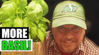 Grow Your Largest Basil Bush Ever! - Garden Quickie Episode 259