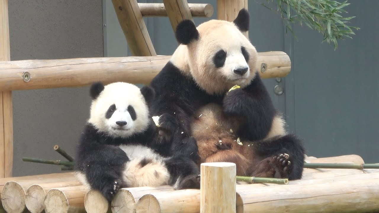 Super cute ♥ They grabbed some of their mom's leftovers and ate