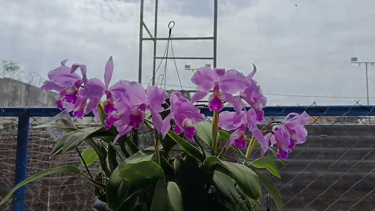 29° Orquídea Fest Divinópolis 