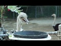 Ostriches Sharing A Meal