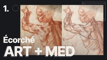 Écorché art and medicine meets in a sculpture | by Anatomy For Sculptors