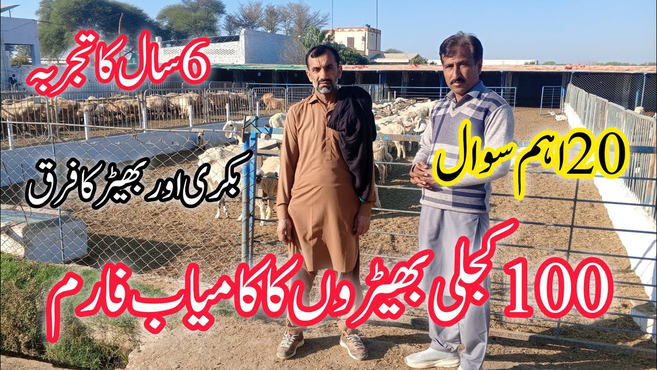 Big sheep farm in pakistan|| detail video on sheep farming || Dhool Goat Farm