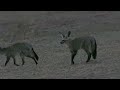 Bat Ear Fox, Kgalagadi Transfrontier Park