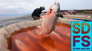 Naknek Alaska Sockeye Salmon Setnet Fishing Part 2 | The Peak of the Historic 2022 Season | SDFS