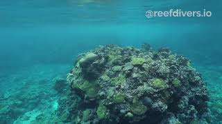 Snorkeling Mbigo Mbigo Reef, Munda Solomon Islands