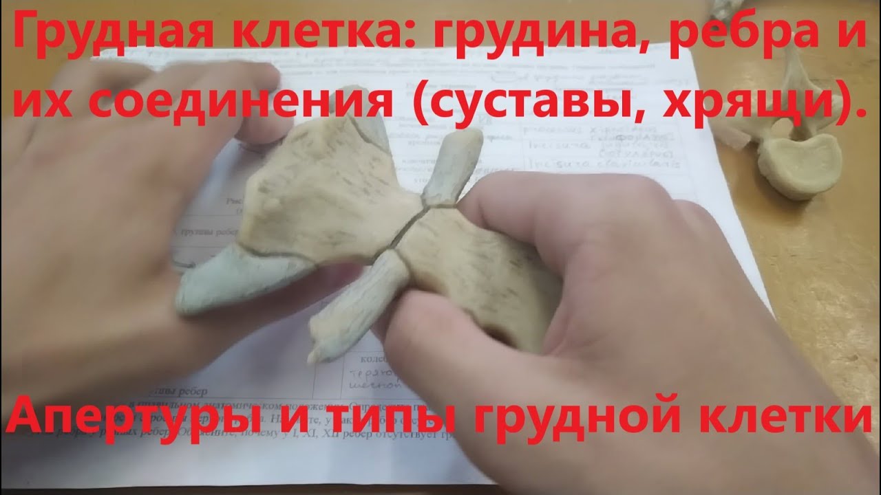 Грудная клетка: грудина, ребра и их соединения (суставы, хрящи ...