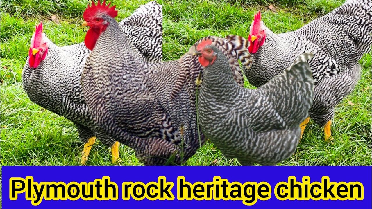 Plymouth rock chicken || Plymouth rock heritage chickens || chicken breeds for beginners 