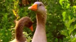 two geese\два веселых гуся
