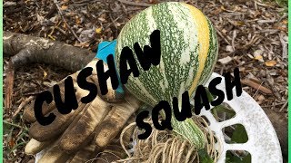 CUSHAW SQUASH