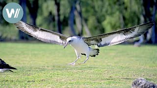 Landung frei für die Albatrosse | Tiere vor der Kamera (1992) | Folge 28/54