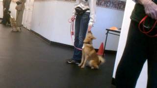 Kimma - CGC Flatwork 3