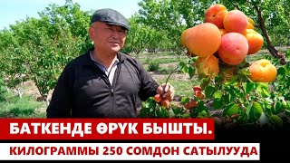 Баткенде өрүк бышты. Килограммы 250 сомдон сатылууда