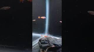 Nothobranchius Rachovii One Of The Prettiest Fresh Water Fish Around